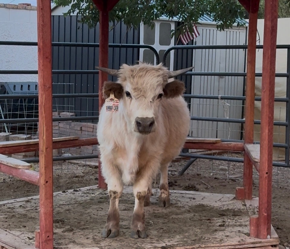 What it's like raisng cattle in Vegas!