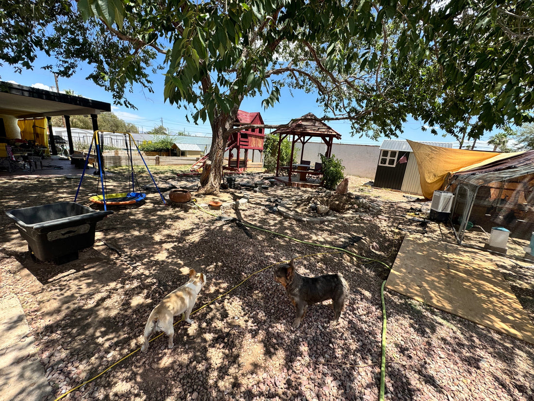 Our accidental Homestead