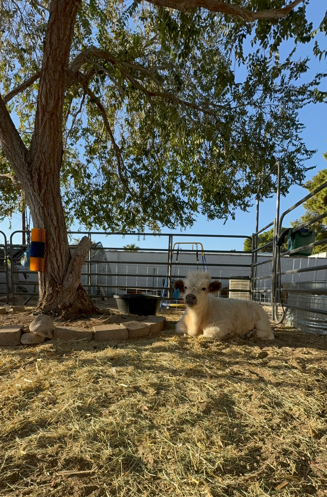 Johnny Cash is home!