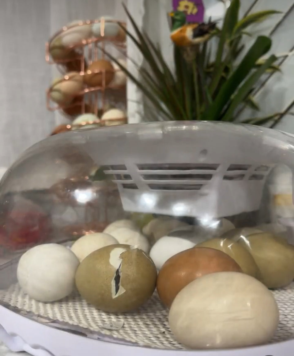 How to hatch chicken eggs