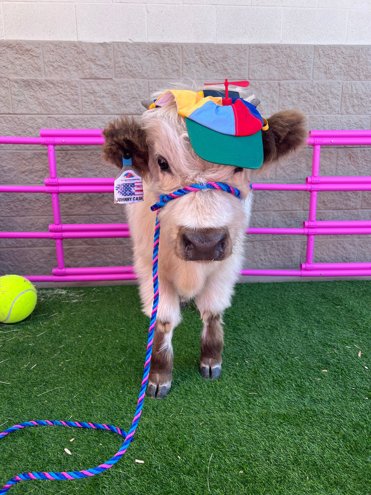 Johnny Cash on the Go Experience