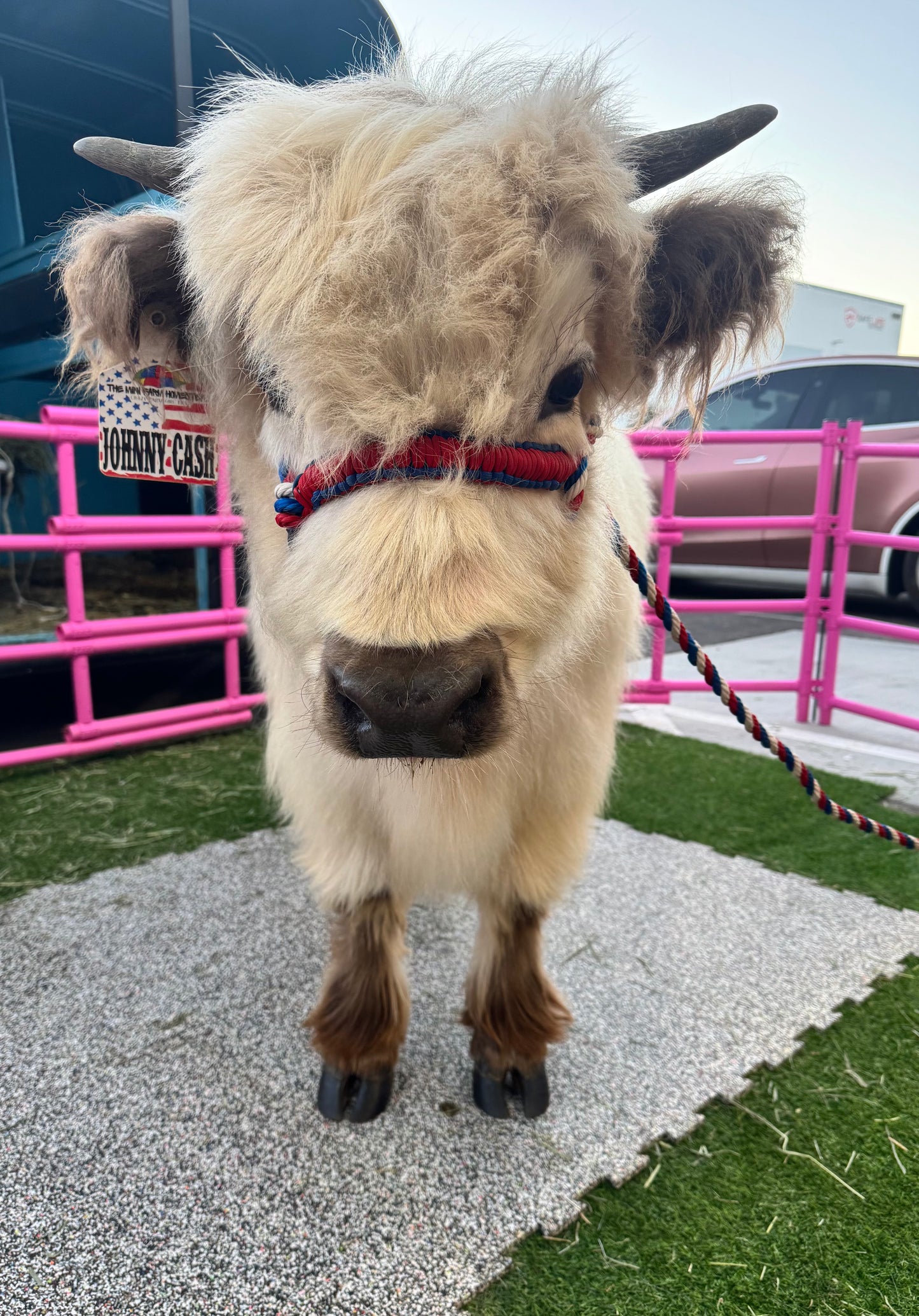 Cow Cuddling Experience for LARGE EVENTS (Festivals, Fairs, Weddings, & etc)