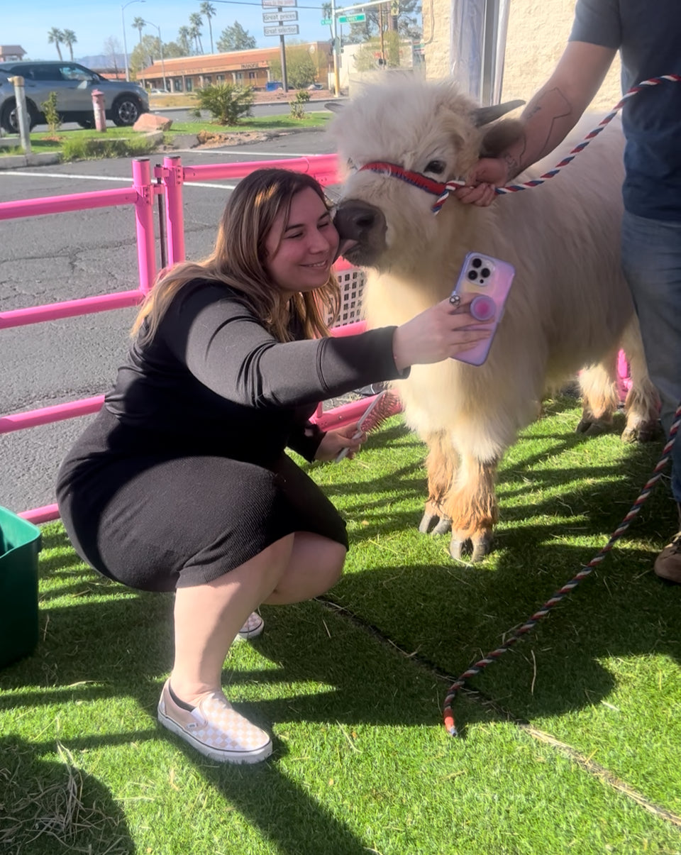 Cow Cuddling Experience for LARGE EVENTS (Festivals, Fairs, Weddings, & etc)