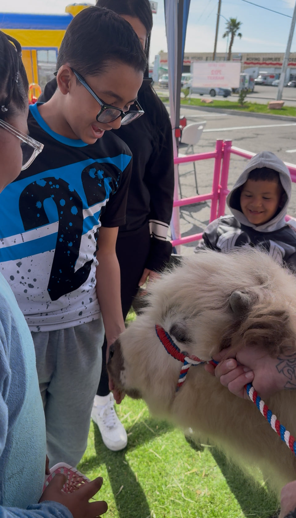 Cow Cuddling Experience for LARGE EVENTS (Festivals, Fairs, Weddings, & etc)