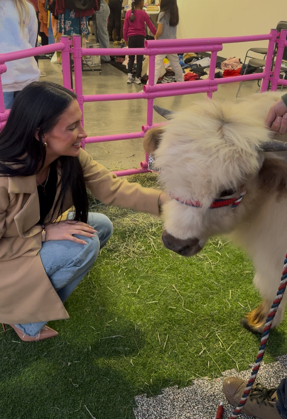 Cow Cuddling Experience for LARGE EVENTS (Festivals, Fairs, Weddings, & etc)